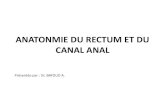 ANATONMIE DU RECTUM ET DU CANAL ANALuniv.ency-education.com/.../0/13102001/anato2an23-rectum.pdfLe rectum, partie terminale du tube digestif, fait suite au côlon sigmoïde au niveau