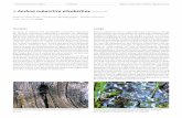 > Aeshna subarctica elisabethae Djakonov, 1922 · 2016. 11. 26. · Aeshna subarctica est un spécialiste qui colonise en Suisse exclusivement les hauts-marais et marais de transition