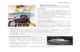 Miss America Wolf Vostell, 1968, - 5cmaturite · 2014. 4. 6. · Miss America Wolf Vostell, 1968, effaçage sur toile émulsionnée, sérigraphie, glacis, 120 x 200 cm. Musée Ludwig,