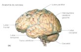 Anatomie du cerveauedu.ge.ch/decandolle/sites/localhost.decandolle/files/... · 2014. 1. 23. · rempli de liquide céphalo-rachidien Cervelet . Sinus sagittal supérieur Plexus choroïde