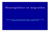 Neurogénèse et migrationaix1.uottawa.ca/~cmessier/Neurog%8En%8Fse couleur.pdf · 2000. 11. 15. · Une combinaison d’indices permissifs et d’indices répulsifs guide la migration