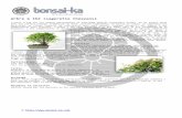 Arbre à thé (sageretia theezans - bonsai-kamedias.bonsai-ka.com/docs/fiches/sageretia-theezans.pdf · 2016. 6. 28. · le sageretia a besoin d’être dans un endroit le plus «.
