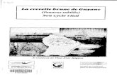 La crevette &rane de Gzcykcne - Cadic intأ© ... La crevette brune de Guyane Son cycle vital (Penaeus