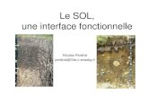 Le SOL, une interface fonctionnellenicolas.perdrial.free.fr/Files/geodynamique_externe2.pdf · 2007. 11. 19. · • Texture sableuse : sol bien aéré, facile à travailler, pauvre