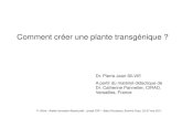 Comment créer une plante transgéniqueComment créer une plante transgénique ? Dr. Pierre Jean SILVIE A partir du matériel didactique de Dr. Catherine Pannetier, CIRAD, Versailles,