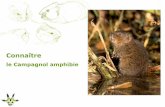 Connaître - biolovision.net · 2017. 3. 15. · 12 espèces de campagnols et Rat musqué en France ... - 3 524 données de présence du Campagnol amphibie Bilan : Reste commun dans