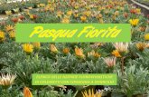 Pasqua Fiorita - VENETO 2020. 4. 18.آ  pd via alessio valerio, 87 - piove di sacco (pd) 049-9704606