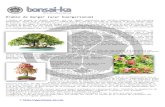 Érable de Burger (acer buergerianum - bonsai-kamedias.bonsai-ka.com/docs/fiches/acer-buergerianum.pdf · important de protéger le pain racinaire en hiver lorsque les descendent