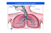 Pharynx nasales Trachأ©e Larynx - 2018. 4. 27.آ  Pharynx Larynx Trachأ©e Bronche Bronches souches Poumons