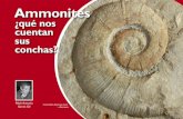 Ammonites · 2020. 5. 13. · logos Chris Andrew, Paddy Howe, Chris Paul & Steve Donovan en 2010. Señalan que en el sures-te de Gran Bretaña aparecen una cantidad signi-ficativa