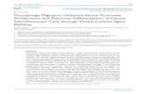 Research Paper Macrophage Migration Inhibitory Factor … · 2013. 11. 27. · Xijing Zhang1, Liangwei Chen2, Yazhou Wang2, Yinxiu Ding3, Zhengwu Peng4, Li Duan2, Gong Ju2 , Yi Ren5