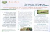 Futura...dossier Nouveau ravageur de la tomate en Algérie Première observation de Tuta absoluta, mineuse de la tomate invasive, dans la région de Mostaganem, au printemps 2008