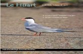 Le Huart Avril 2018, Volume 35 no 1fameux « istorlet » de Gilles Vigneault, niche à bien des endroits sur la Côte-Nord. Les activités humaines nuisent parfois à sa nidification.