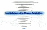 鯨の種類 - maff.go.jpLa Convention internationale pour la réglementation de la chasse à la baleine (CIRCB) a été conclue en 1946. Son objectif était la conservation et la