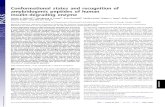 Conformational states and recognition of amyloidogenic peptides of … · 2013. 8. 30. · Conformational states and recognition of amyloidogenic peptides of human insulin-degrading