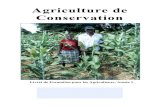 Agriculture de Conservation - ECHOcommunity · 2020. 4. 20. · Les cultures de couverture peuvent aider à inverser cette tendance. Les Cultures de Couverture permettent la restauration