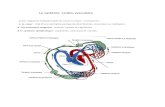 Le système cardio-vasculaire · 2021. 3. 12. · Le système cardio-vasculaire C’est l’appaeil indispensable du corps humain il comporte : -1- le cœu : ôle d’une véita le