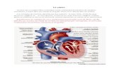 Le cœu · 2021. 3. 12. · Embryologie -L'appareil cardio-vasculaire dérive du mésoderme. C'est le premier appareil à fonctionner car il est nécessaire à la poursuite du développement