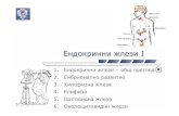 Ендокринни жлези І - Lazarov · 2014. 4. 24. · Endocrine glands 1 Author: Lazarov Subject: Lecture Created Date: 22.4-.2-01T3 :\3:43. 9:37