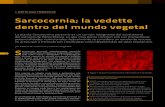 Sarcocornia; la vedette dentro del mundo vegetal · 2017. 2. 6. · huertas orgánicas de la especie vegetal halófila Sarco-cornia perennis en una marisma de la localidad de Villa