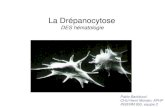 La Dr©panocytose