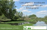 Les plantes exotiques envahissantes en Bourgogne