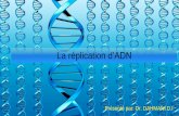 La réplication d’ADN