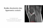 Radio-Anatomie des ligaments croisés