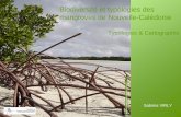 Biodiversité et typologies des mangroves de Nouvelle-Calédonie