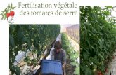 Fertilisation végétale des tomates de serre