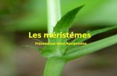 Les méristémes - biologie-93.webself.net
