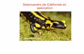 Salamandre de Californie et spéciation