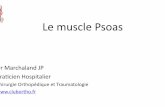Le muscle Psoas - Anatomie