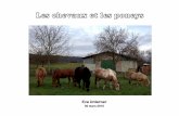 Les chevaux et les poneys - ac-strasbourg.fr
