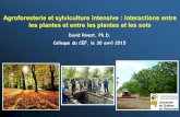 Agroforesterie et sylviculture intensive : interactions ...