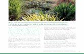 Histoire de plantes Yuccas rustiques pour une ambiance ...