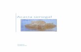 Acacia senegal - Nitidæ