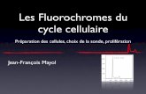 Les Fluorochromes du cycle cellulaire