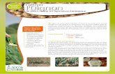 Cultiver l'Oignon - LPC Bio