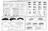 1 E mbryogénèse des Amphibiens Réaction corticale chez les ...