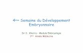 4 ème Semaine du Développement Embryonnaire