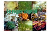 Les algues Niveau 1 2015 [Lecture seule] [Mode de ...