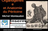 Organogenès e et Anatomie du Péritoine