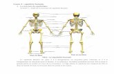 Leçon 4 : squelette humain.