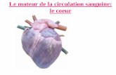 Le moteur de la circulation sanguine: le coeur