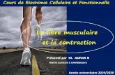 La fibre musculaire et la contraction - Université de Bouira