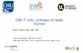 CAR-T cells: principes et mode d’action