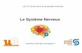 Le Système Nerveux - IFSI DIJON