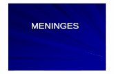MENINGES2med [Mode de compatibilité]