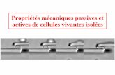 Propriétés mécaniques passives et actives de cellules ...